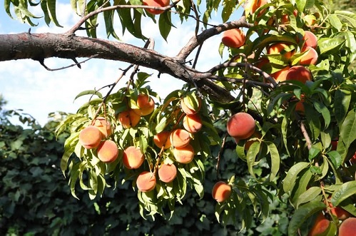 best peach tree ever cous.jpg